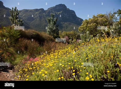 botanischer garten kirstenbosch fotos|1,033 Kirstenbosch Botanic Gardens Stock Photos